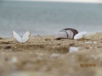 �������� ���� �� ���������� �������, ��������� ��� ��������� ����(���� � �����)